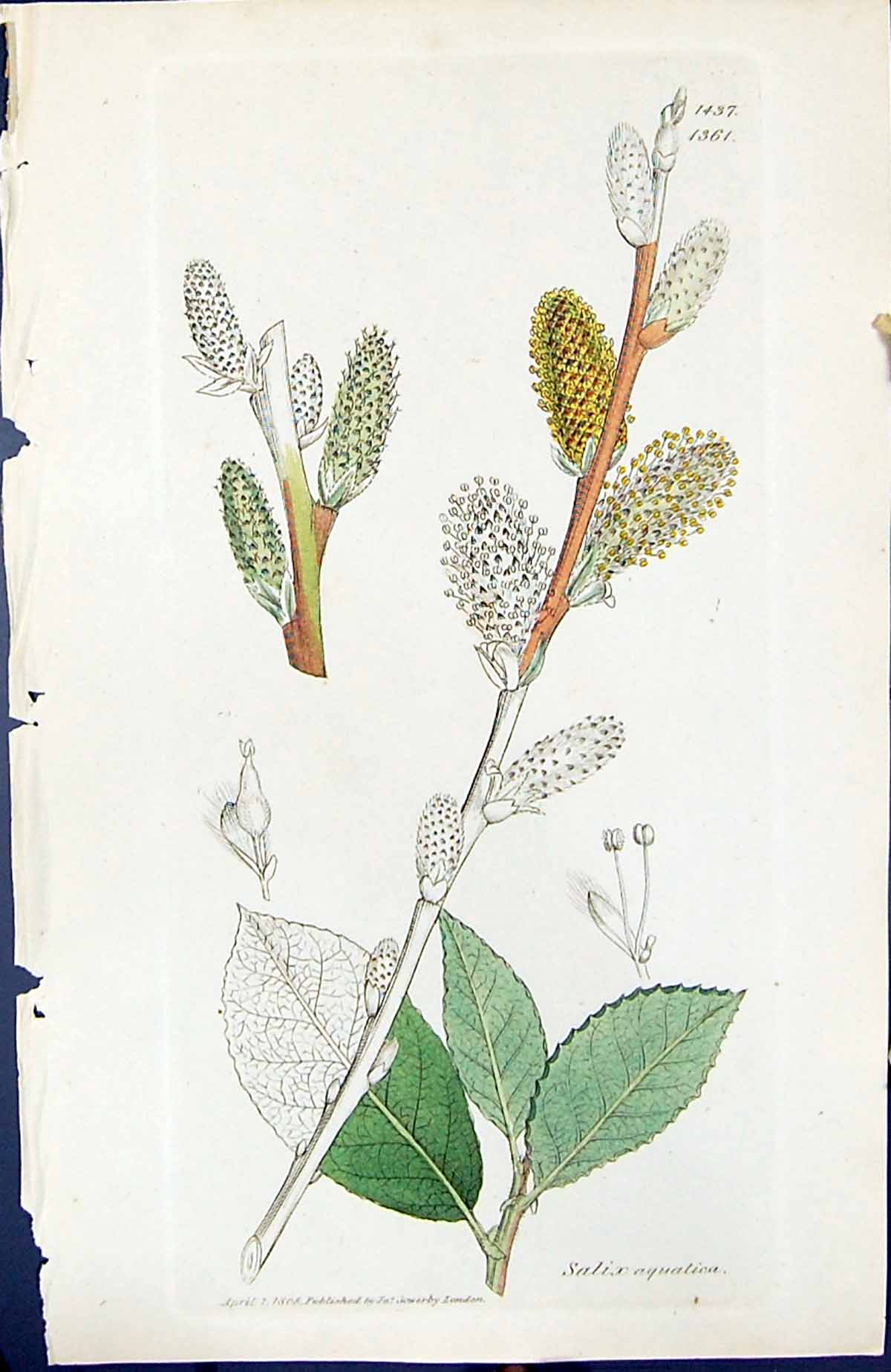 Old Print Salix Aquatica British Plants Botany 1847 Sowerby Smith Colour 19th