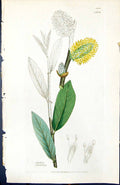 Antique Old Print Salix Oleifolia British Plants Botany 1847 Sowerby Smith 19th