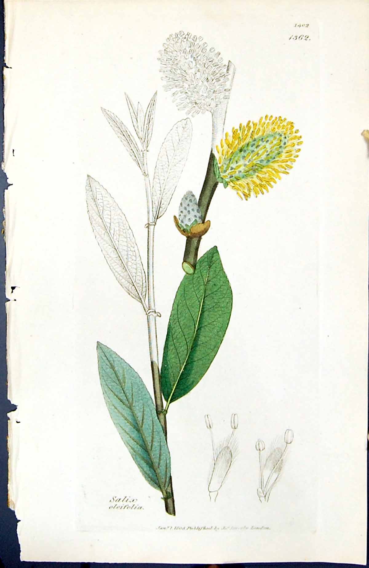 Antique Old Print Salix Oleifolia British Plants Botany 1847 Sowerby Smith 19th