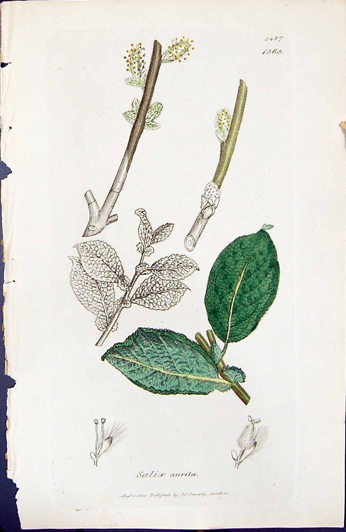 Antique Print Salix Aurita British Plants Botany 1847 Sowerby Smith Colour 19th