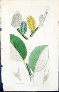 Antique Print Salix Caprea British Plants Botany 1847 Sowerby Smith Colour 19th