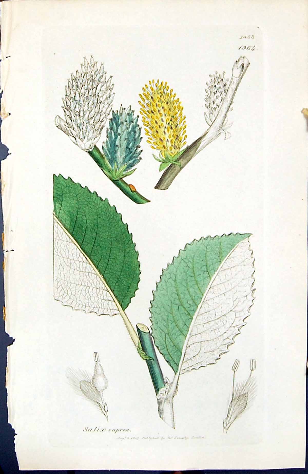 Antique Print Salix Caprea British Plants Botany 1847 Sowerby Smith Colour 19th