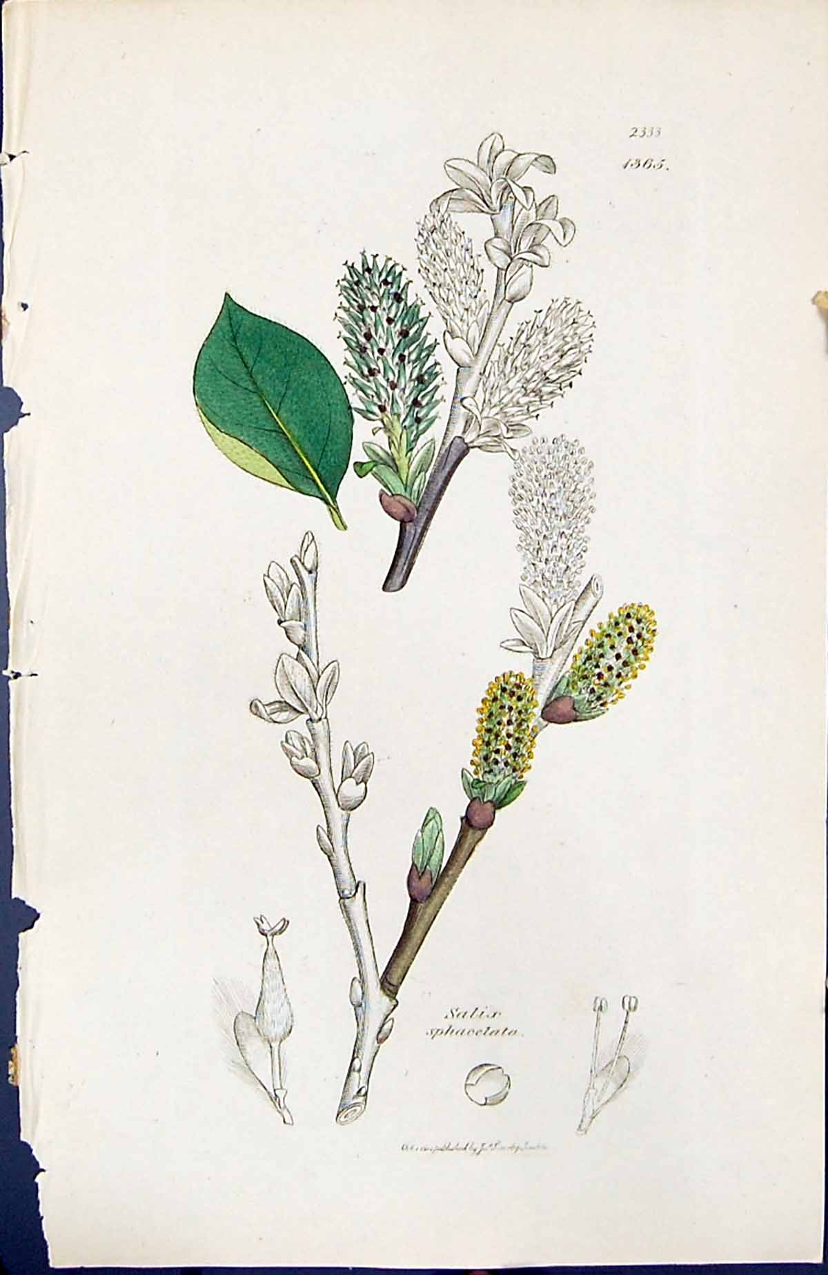 Antique Old Print Salix Sphacelata British Plants Botany 1847 Sowerby Smith
