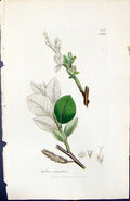 Antique Old Print Salix Cotinifolia British Plants Botany 1847 Sowerby Smith