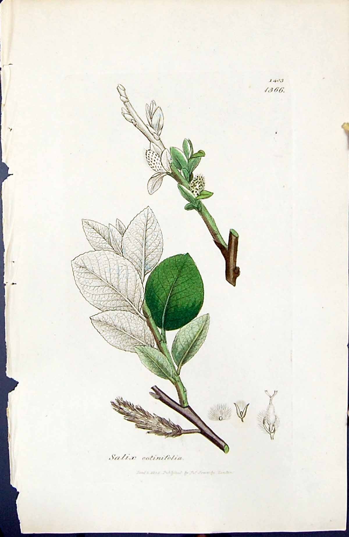 Antique Old Print Salix Cotinifolia British Plants Botany 1847 Sowerby Smith