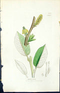 Antique Old Print Salix Hirta British Plants Botany 1847 Sowerby Smith Colour