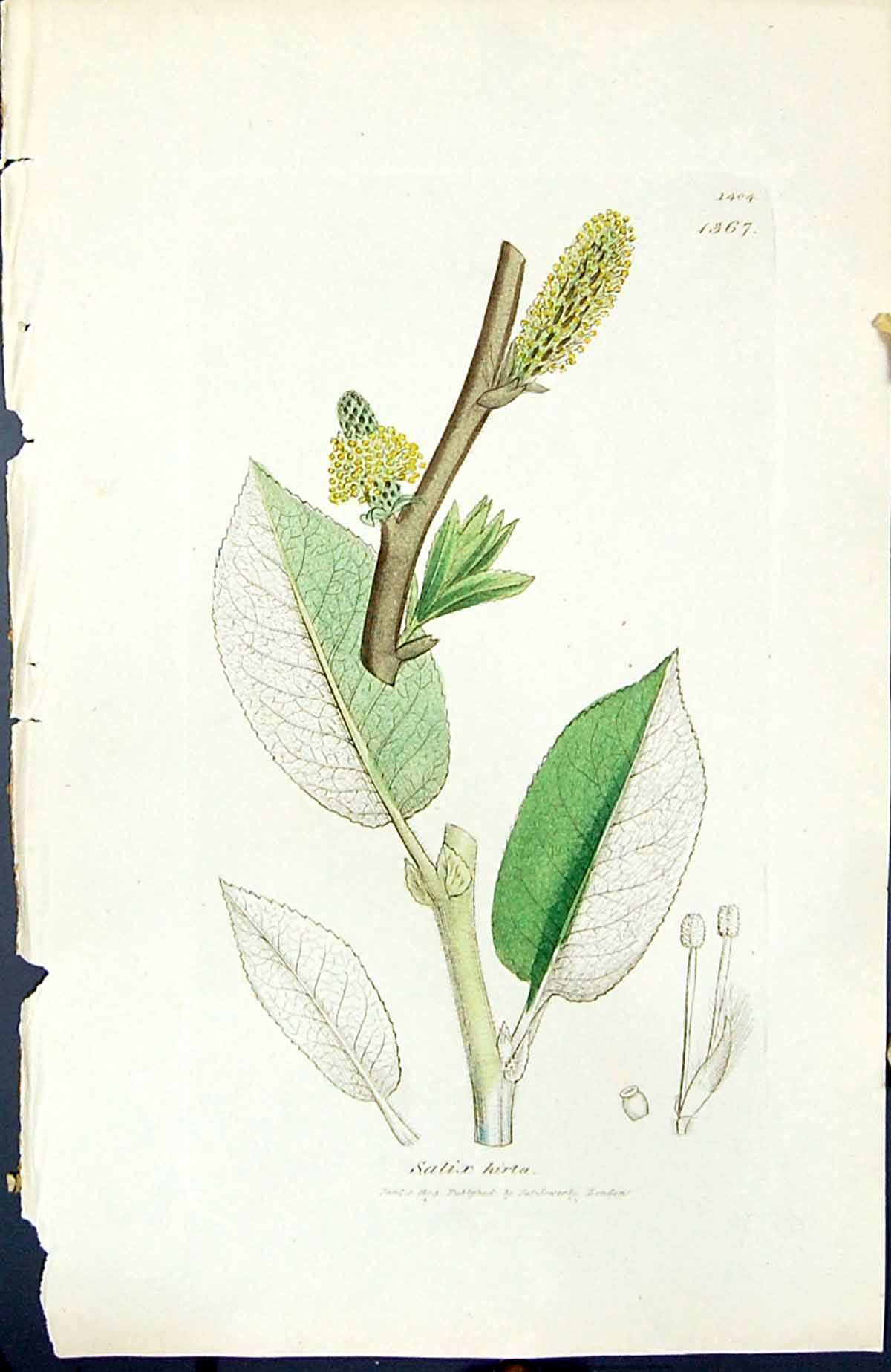 Antique Old Print Salix Hirta British Plants Botany 1847 Sowerby Smith Colour