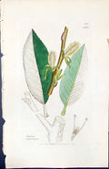 Antique Old Print Salix Nigricans British Plants Botany 1847 Sowerby Smith 19th
