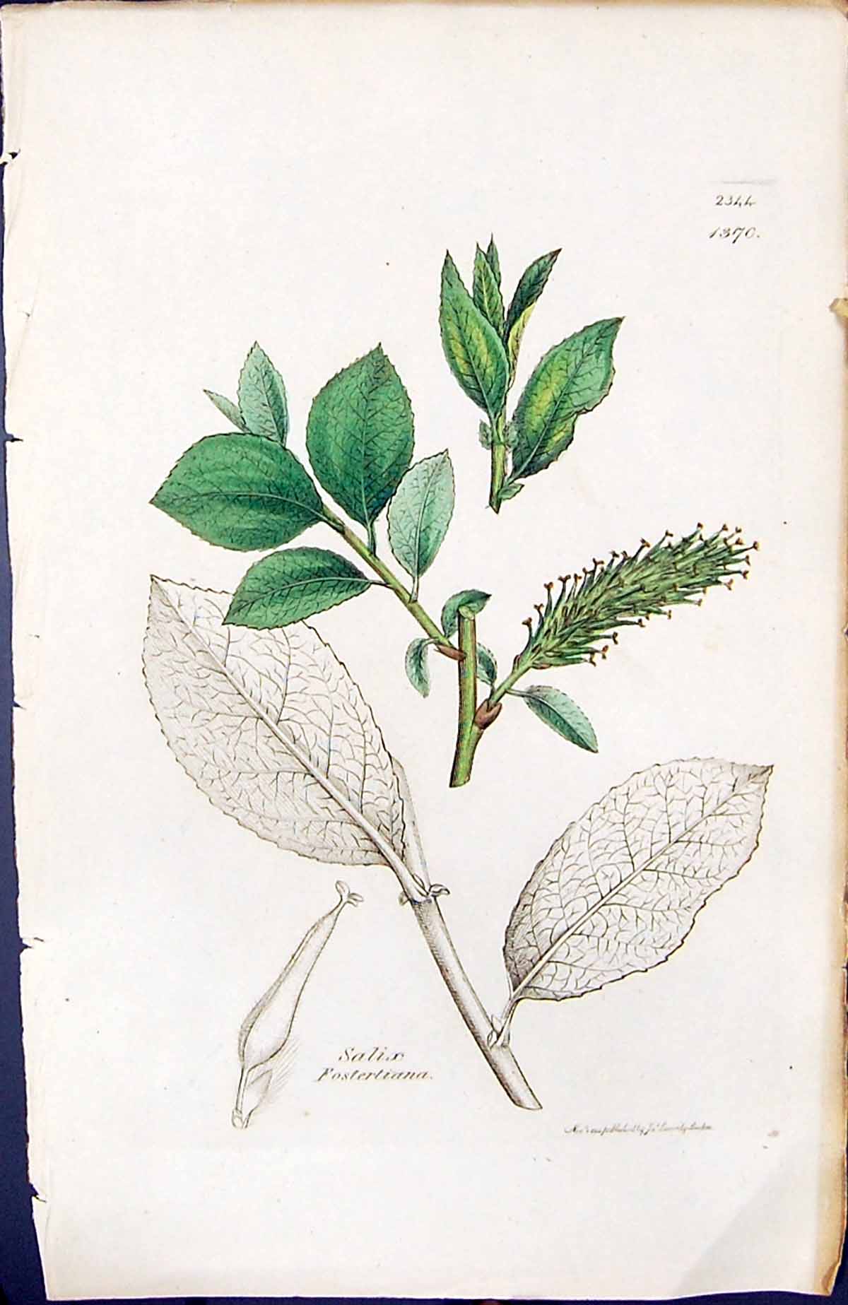 Antique Old Print Salix Fostertiana British Plants Botany 1847 Sowerby Smith