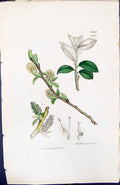 Antique Old Print Salix Rupestris British Plants Botany 1847 Sowerby Smith
