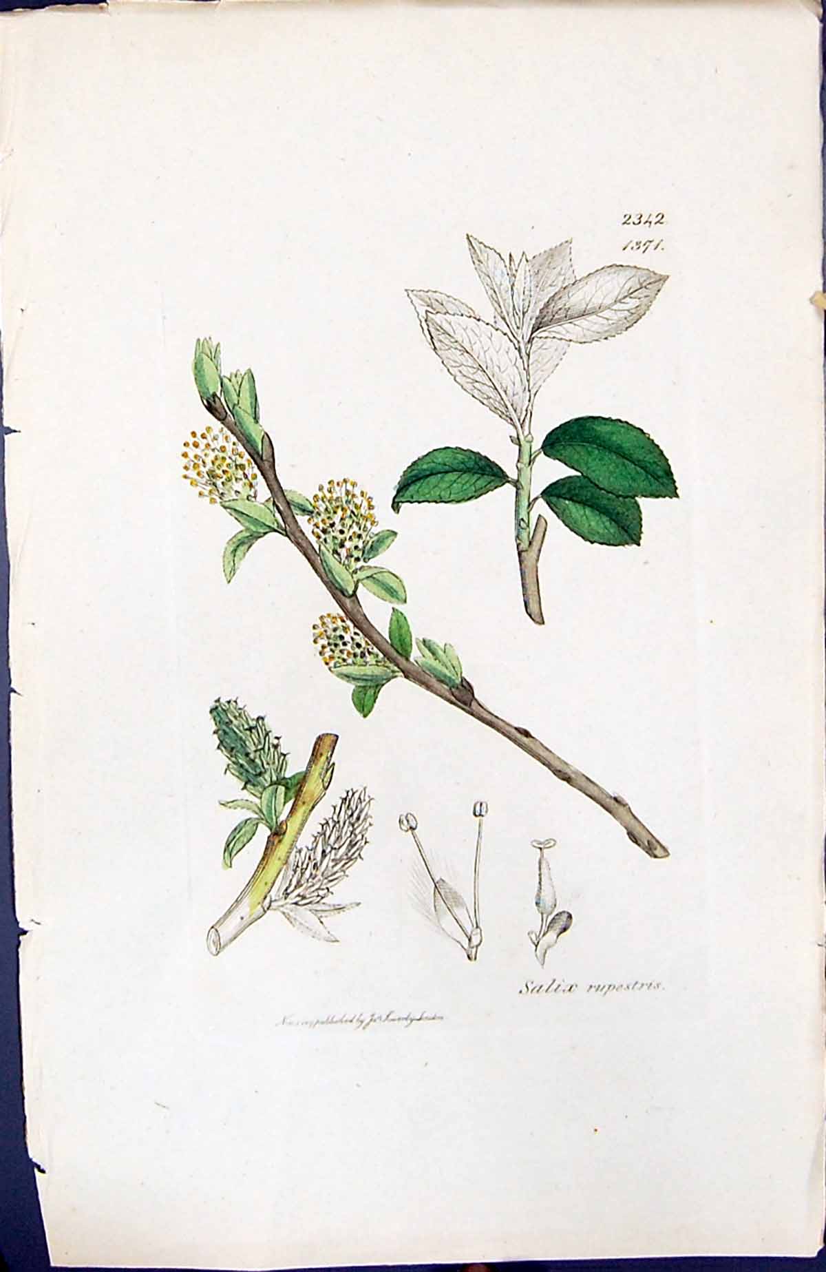 Antique Old Print Salix Rupestris British Plants Botany 1847 Sowerby Smith