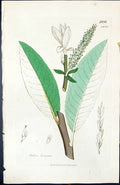Old Print Salix Laurina British Plants Botany 1847 Sowerby Smith Colour 19th