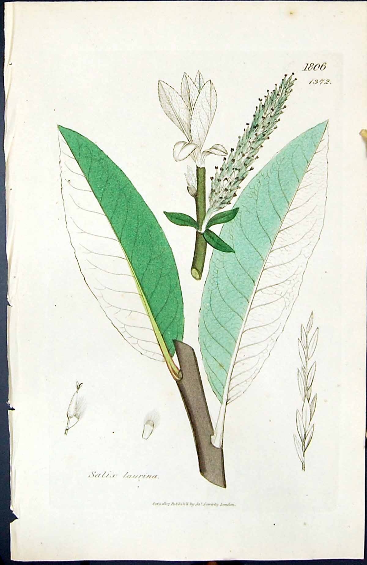 Old Print Salix Laurina British Plants Botany 1847 Sowerby Smith Colour 19th