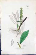 Old Print Salix Radicans British Plants Botany 1847 Sowerby Smith Colour 19th