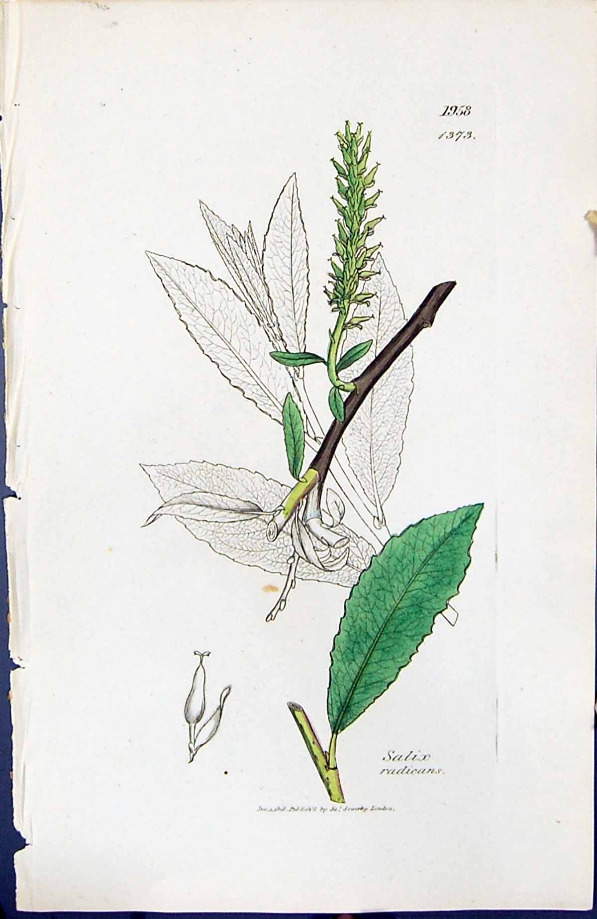 Old Print Salix Radicans British Plants Botany 1847 Sowerby Smith Colour 19th