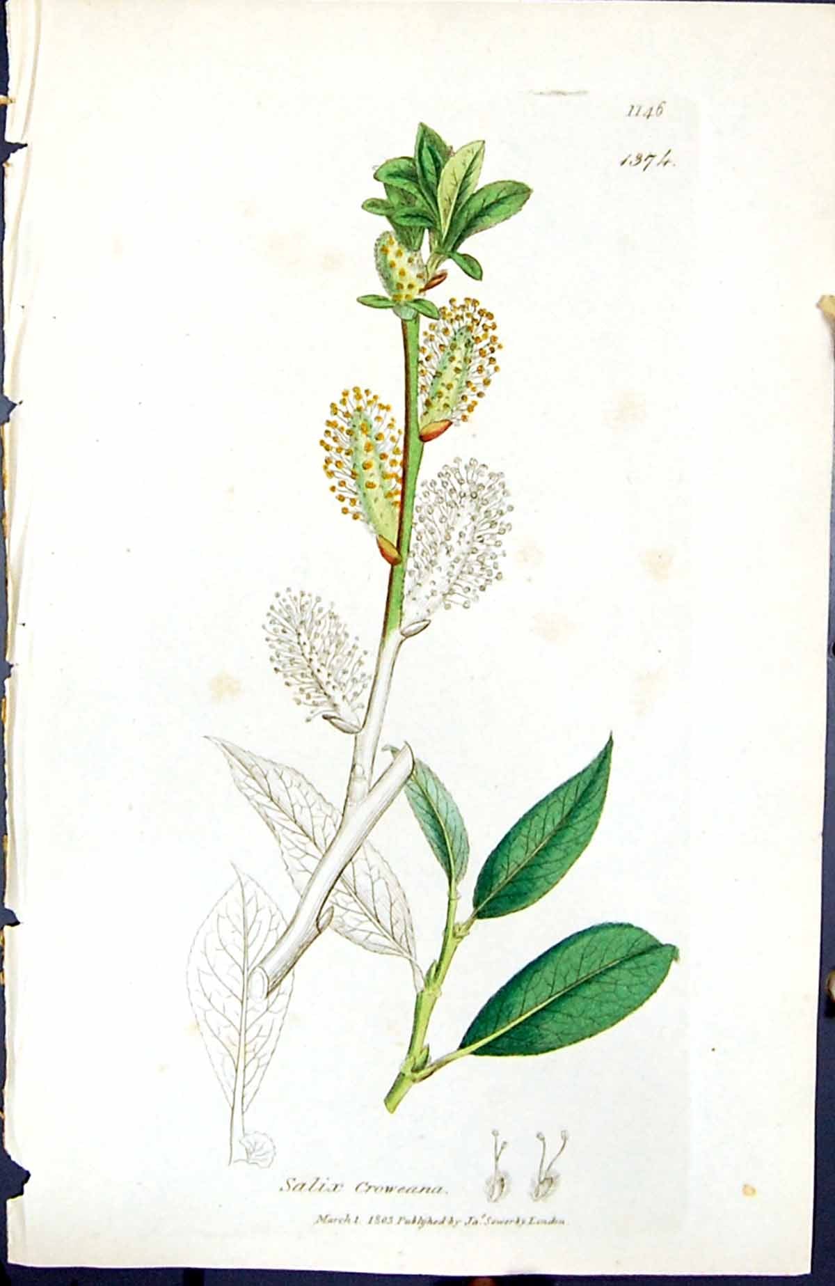 Old Print Salix Croweana British Plants Botany 1847 Sowerby Smith Colour 19th