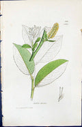 Old Print Salix Bicolor British Plants Botany 1847 Sowerby Smith Colour 19th
