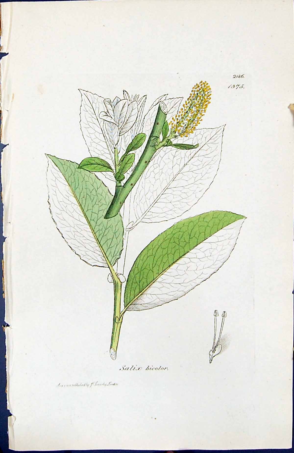 Old Print Salix Bicolor British Plants Botany 1847 Sowerby Smith Colour 19th