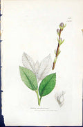 Antique Old Print Salix Dicksoniana British Plants Botany 1847 Sowerby Smith