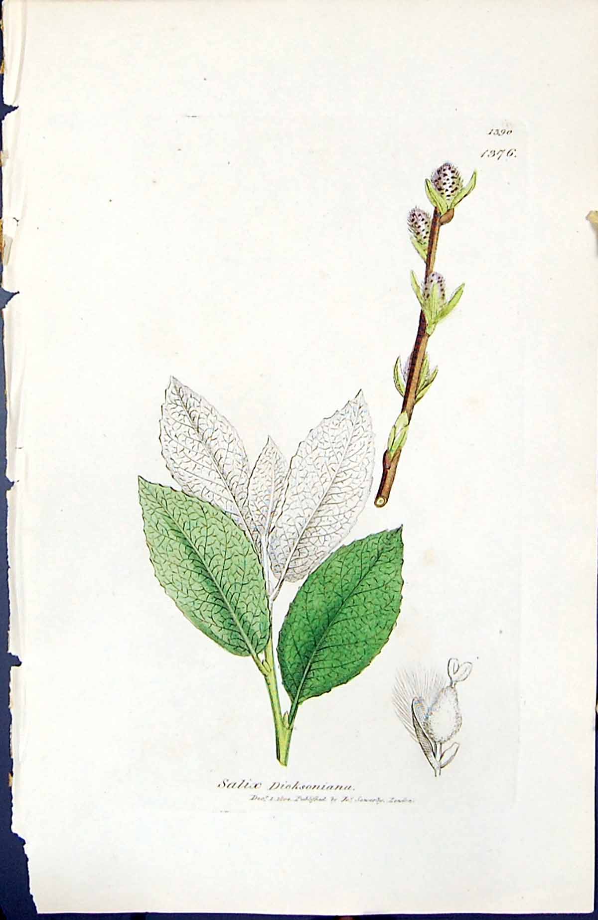 Antique Old Print Salix Dicksoniana British Plants Botany 1847 Sowerby Smith