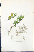 Antique Old Print Salix Vaccinifolia British Plants Botany 1847 Sowerby Smith