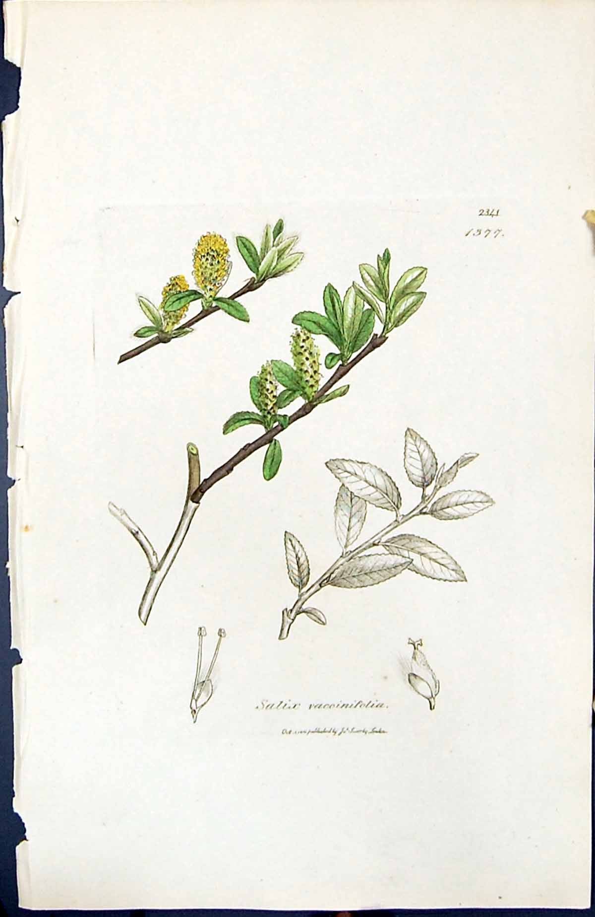 Antique Old Print Salix Vaccinifolia British Plants Botany 1847 Sowerby Smith