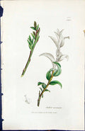 Old Print Salix Carinata British Plants Botany 1847 Sowerby Smith Colour 19th