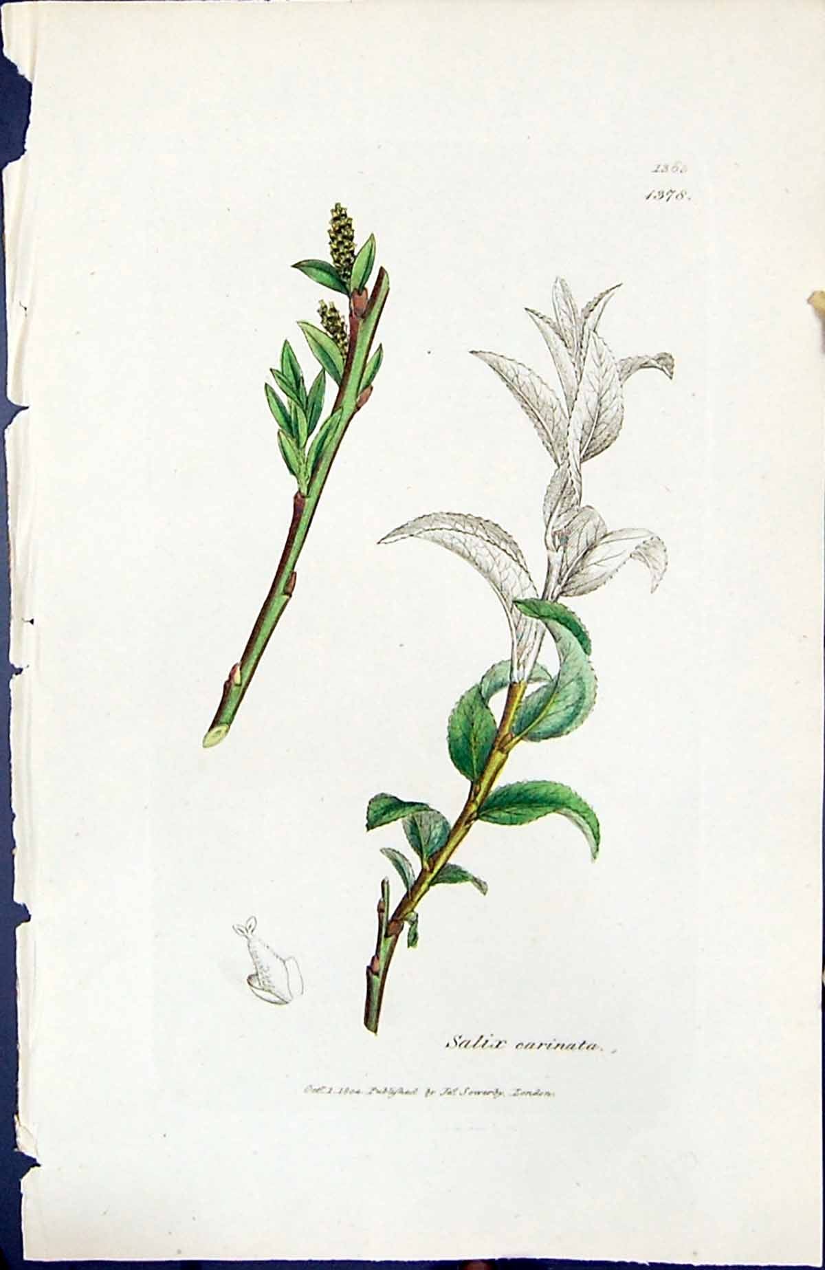 Old Print Salix Carinata British Plants Botany 1847 Sowerby Smith Colour 19th