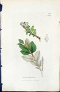 Antique Old Print Salix Prunifolia British Plants Botany 1847 Sowerby Smith
