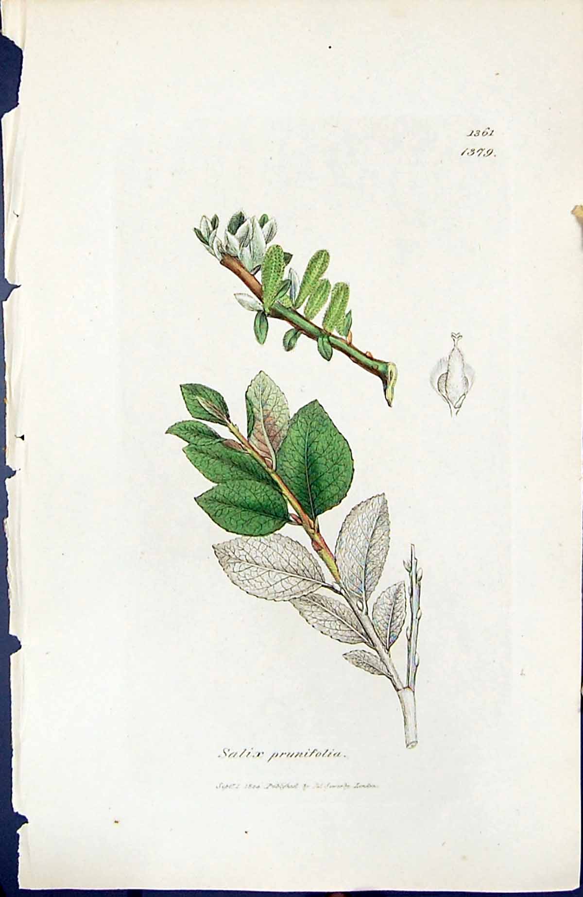 Antique Old Print Salix Prunifolia British Plants Botany 1847 Sowerby Smith