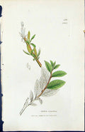 Old Print Salix Venulosa British Plants Botany 1847 Sowerby Smith Colour 19th