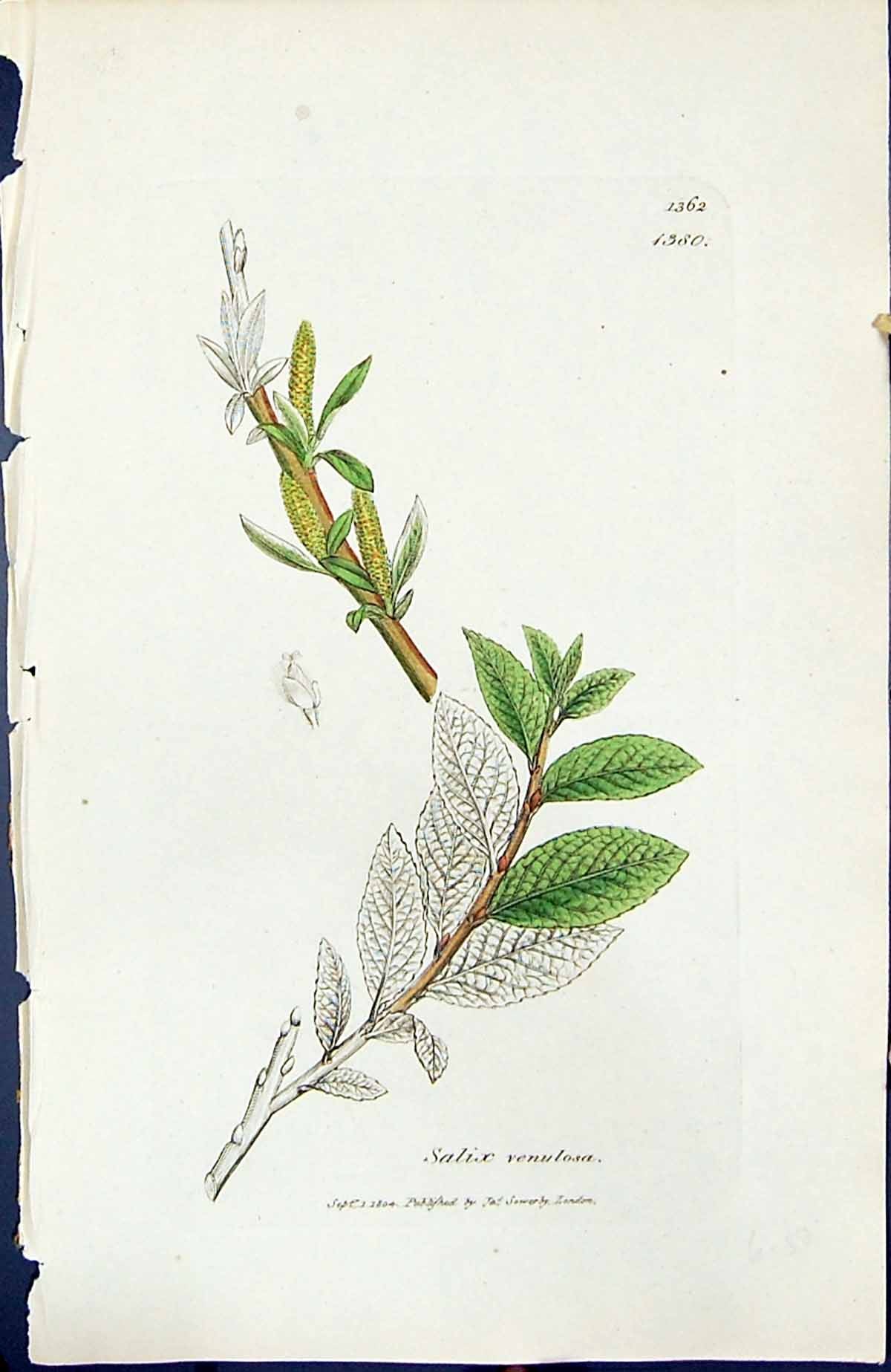 Old Print Salix Venulosa British Plants Botany 1847 Sowerby Smith Colour 19th