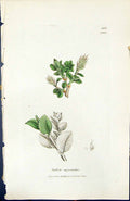 Antique Old Print Salix Myrsinites British Plants Botany 1847 Sowerby Smith