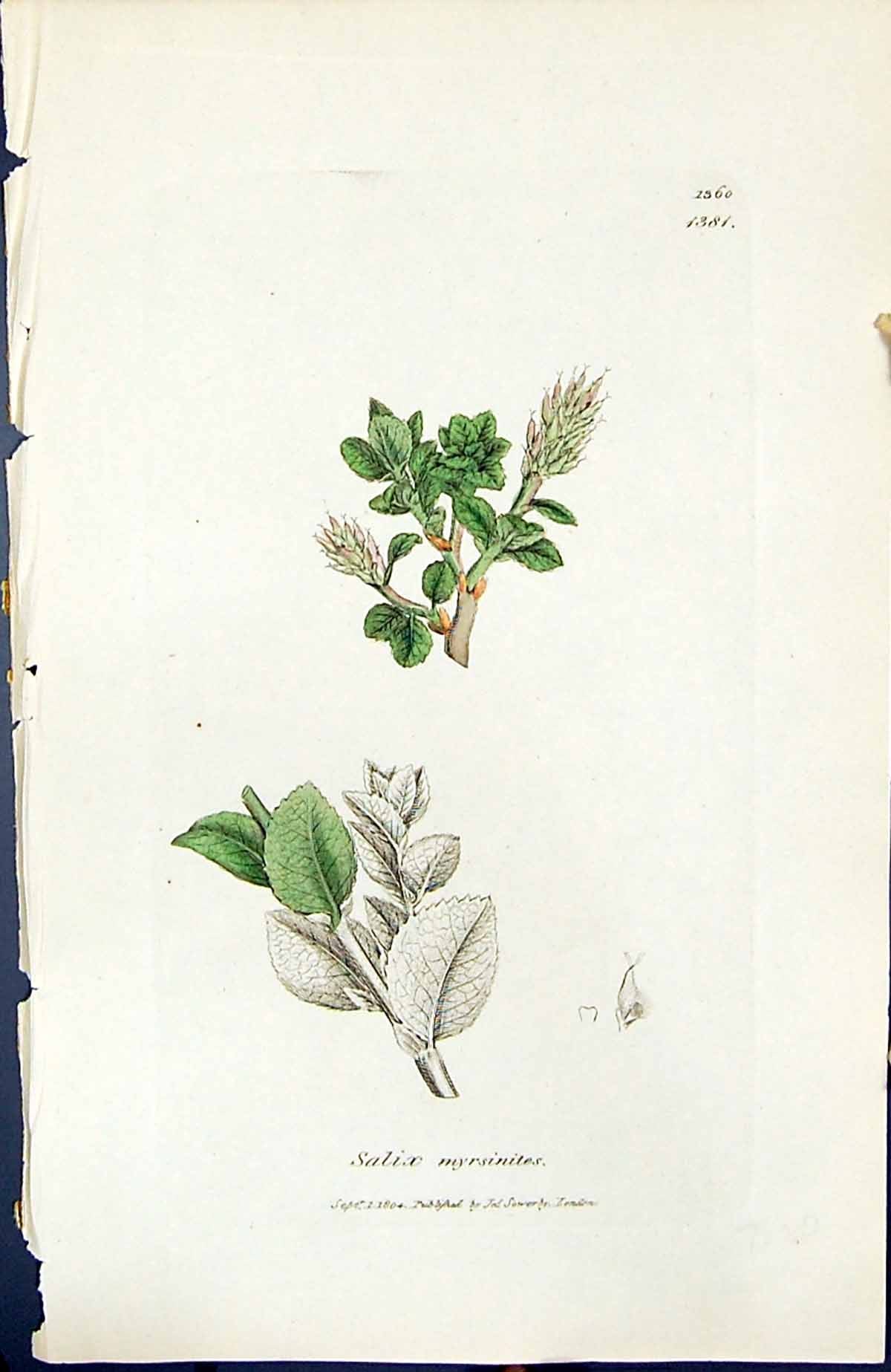 Antique Old Print Salix Myrsinites British Plants Botany 1847 Sowerby Smith