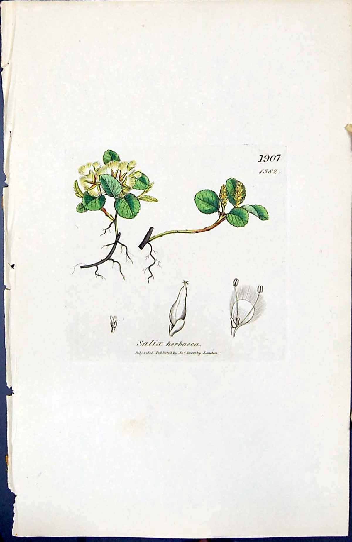 Old Print Salix Herbacca British Plants Botany 1847 Sowerby Smith Colour 19th