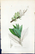 Old Print Salix Hastata British Plants Botany 1847 Sowerby Smith Colour 19th