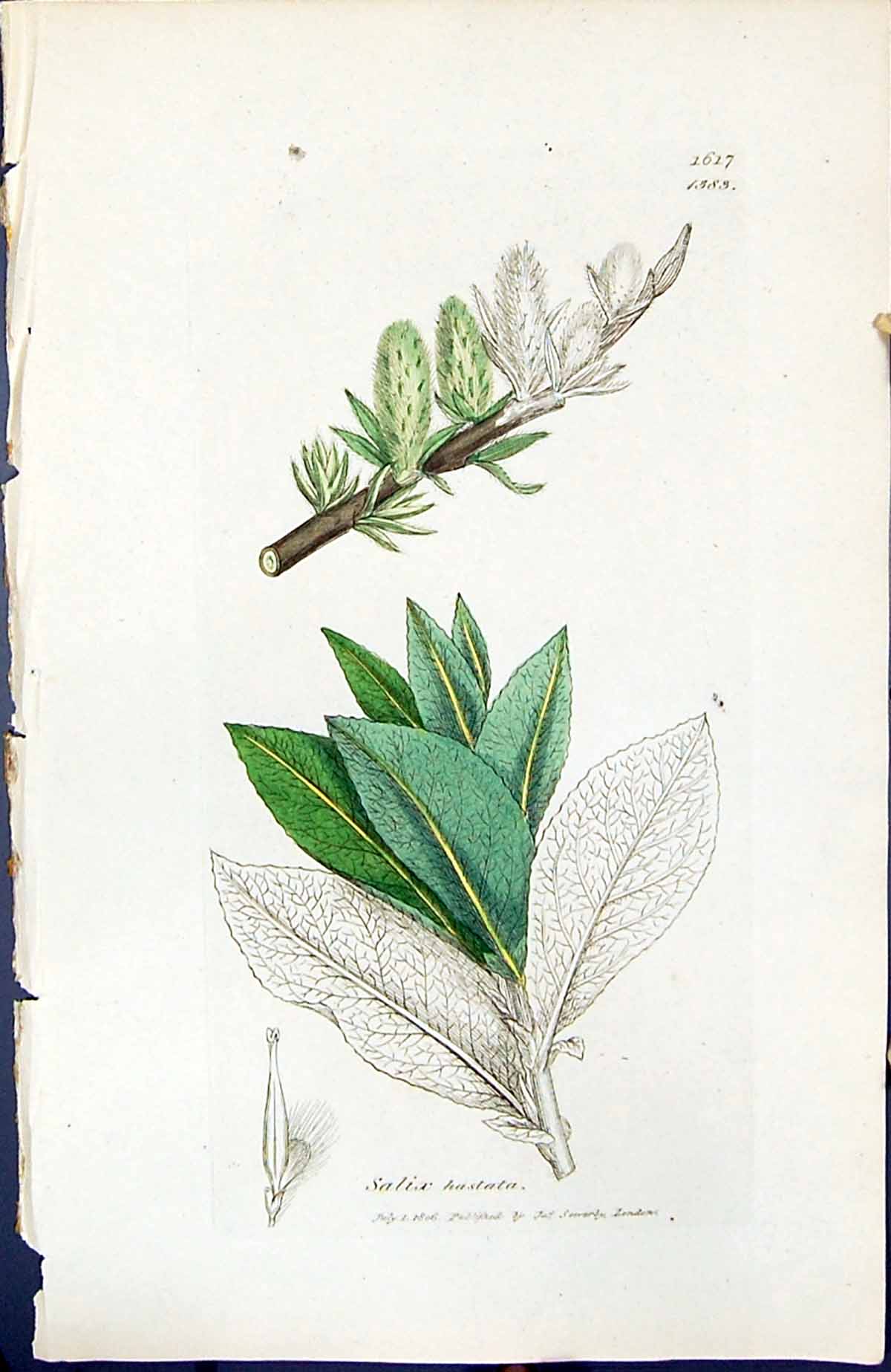 Old Print Salix Hastata British Plants Botany 1847 Sowerby Smith Colour 19th