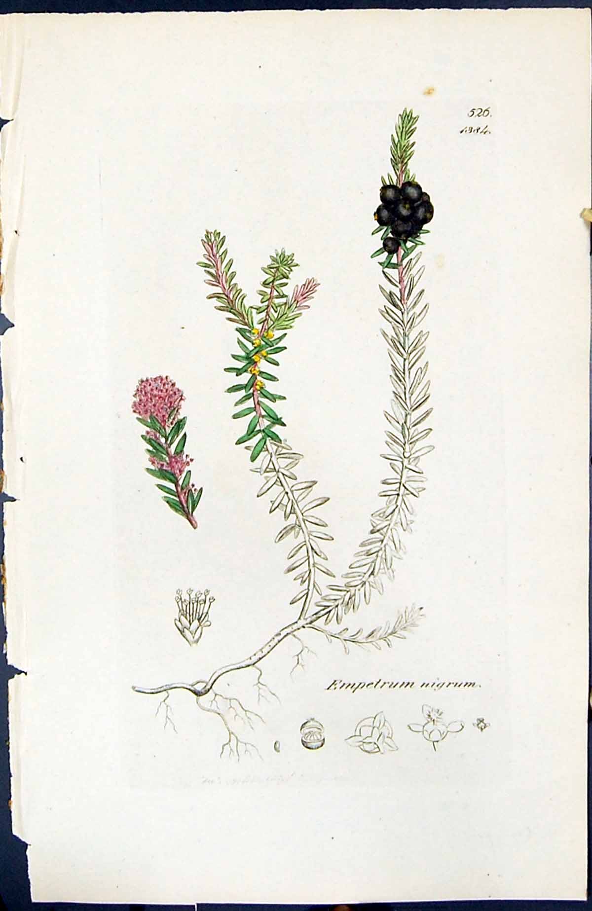 Antique Old Print Empetrum Nigrum British Plants Botany 1847 Sowerby Smith 19th