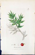 Antique Old Print Ruscus Aculeatus British Plants Botany 1847 Sowerby Smith