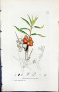 Antique Print Hippophae Rhamnoides British Plants Botany 1847 Sowerby Smith
