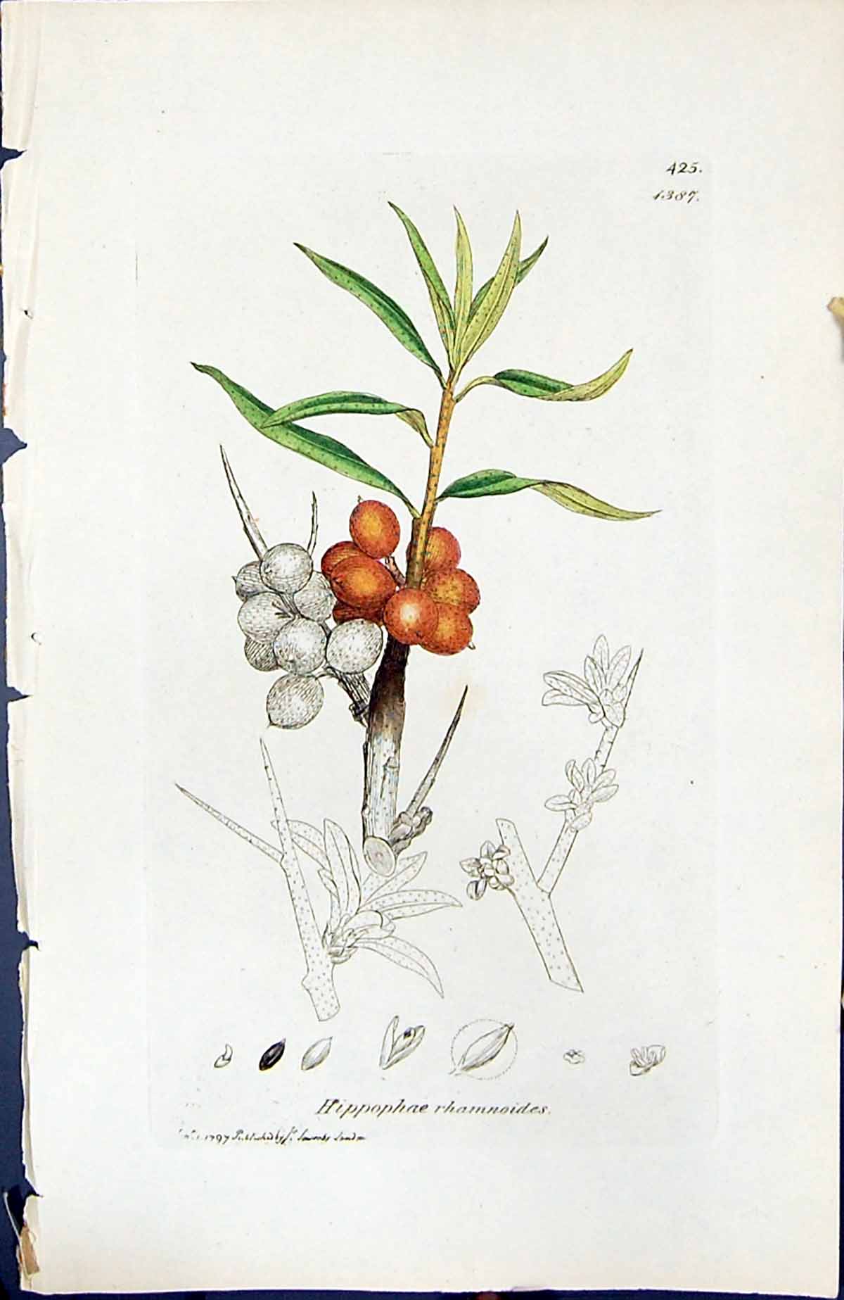 Antique Print Hippophae Rhamnoides British Plants Botany 1847 Sowerby Smith
