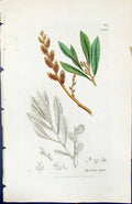Antique Old Print Myrica Gale British Plants Botany 1847 Sowerby Smith Colour
