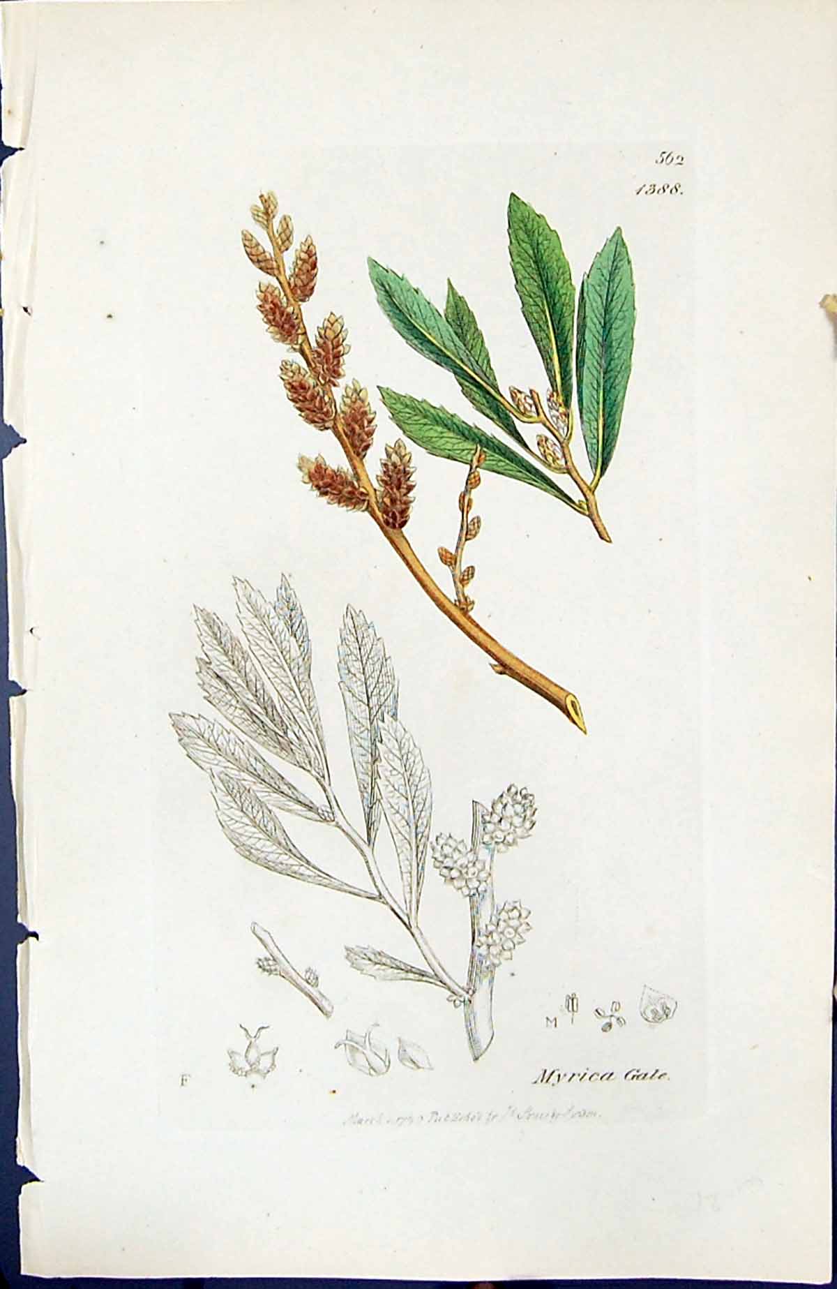 Antique Old Print Myrica Gale British Plants Botany 1847 Sowerby Smith Colour