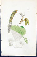 Antique Print Populus Alba British Plants Botany 1847 Sowerby Smith Colour 19th
