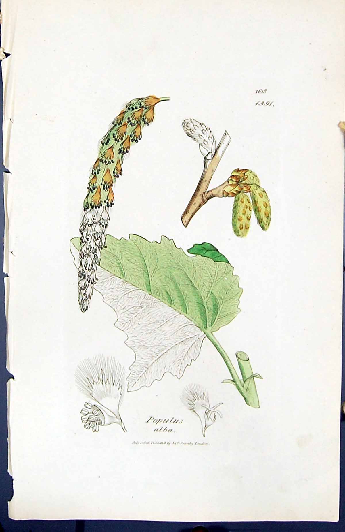 Antique Print Populus Alba British Plants Botany 1847 Sowerby Smith Colour 19th