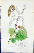 Antique Old Print Populus Canescens British Plants Botany 1847 Sowerby Smith