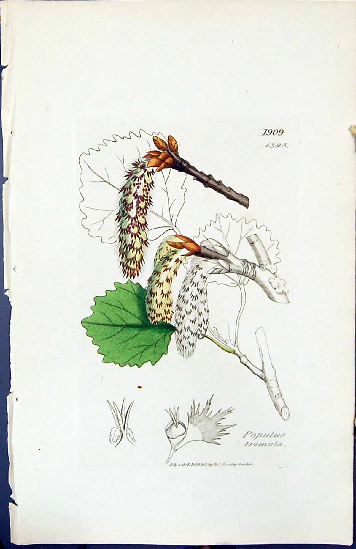 Antique Old Print Populus Tremula British Plants Botany 1847 Sowerby Smith 19th
