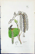 Antique Print Populus Nigra British Plants Botany 1847 Sowerby Smith Colour