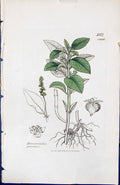 Antique Print Mercurialis Perennis British Plants Botany 1847 Sowerby Smith