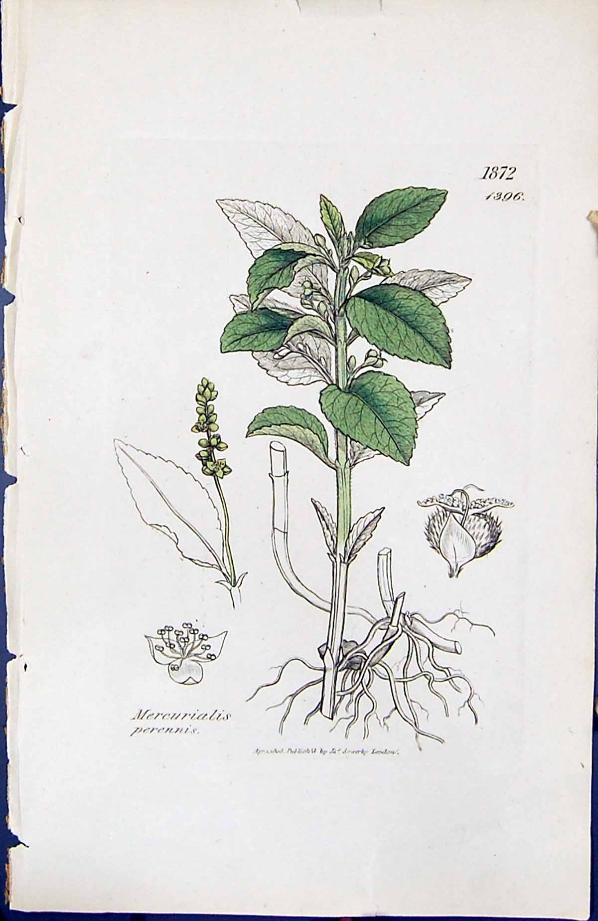 Antique Print Mercurialis Perennis British Plants Botany 1847 Sowerby Smith